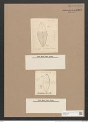 Brebissonia ? weissflogii Grun. (de-Toni-Nr.: Genus 24, Species 1243) Zeichnungen Sammlung Grunow Nr. 2383 (NHMW-BOT-W0369523)